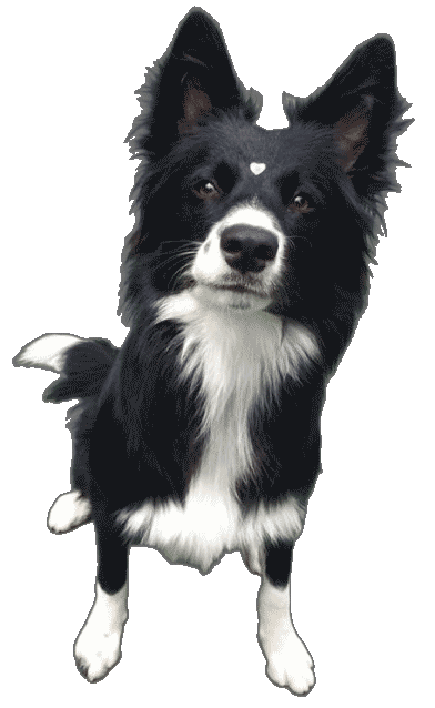 netshoes loja online